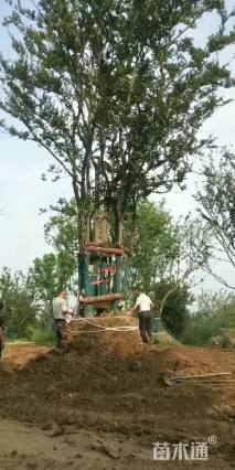 70公分(5杆)丛生朴树