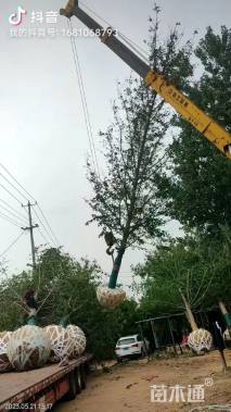 15公分美国红枫