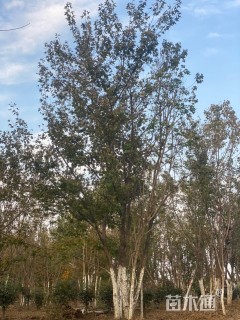 高度900厘米丛生元宝枫