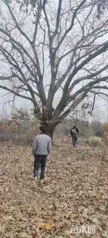 高度1500厘米板栗