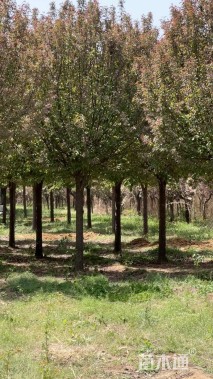 15公分绚丽海棠