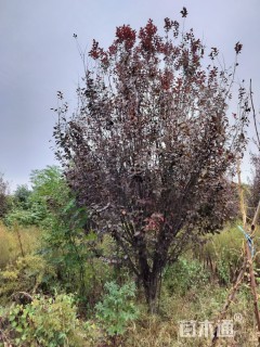 高度150厘米丛生红叶李