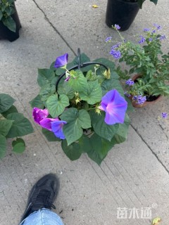 高度25厘米大花牵牛