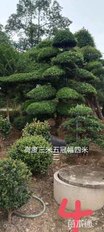 容器苗造型罗汉松