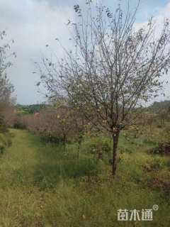 15公分高杆染井吉野樱