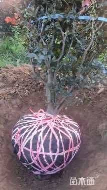 高度100厘米密枝红叶李球