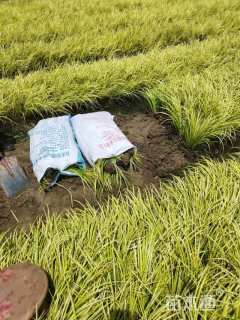 高度30厘米金叶石菖蒲