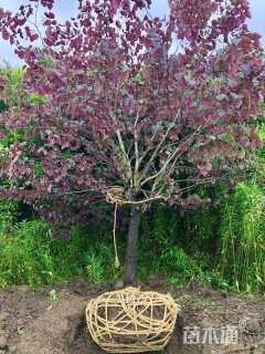 18公分紫叶加拿大紫荆