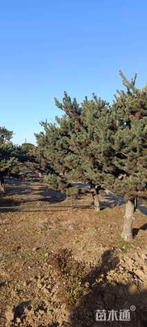 10公分造型五针松