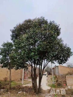 高度600厘米丛生大叶女贞