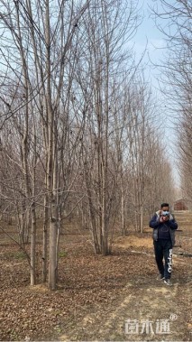 高度700厘米丛生美国红枫