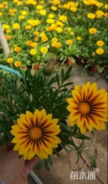 高度50厘米勋章菊