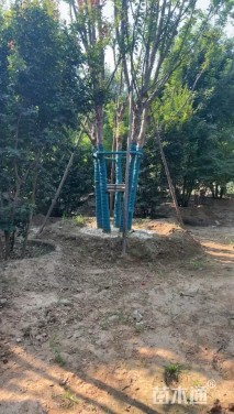 高度800厘米丛生三角枫