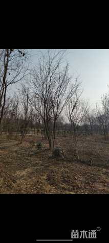 8公分(5杆)丛生朴树