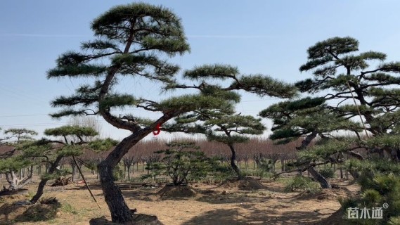 28公分造型油松