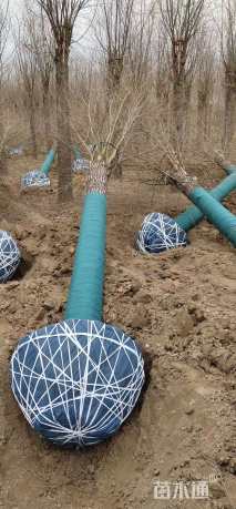 20公分嫁接垂柳