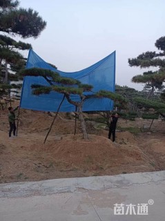 22公分造型油松