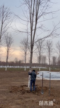 16公分北美红枫