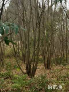 高度700厘米板栗