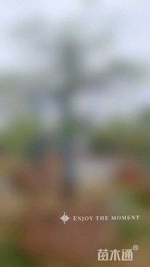 高度200厘米羽毛枫