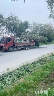 30公分高杆樱花