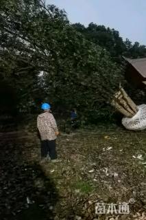 120公分(5杆)丛生香樟