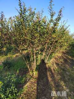 高度300厘米丛生紫薇