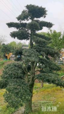 原生苗造型罗汉松