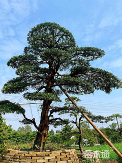 28公分日本罗汉松