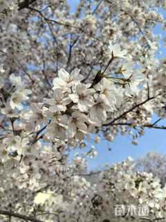 35公分染井吉野樱