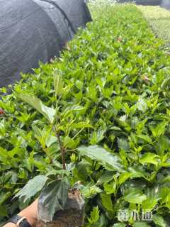 高度40厘米朱槿