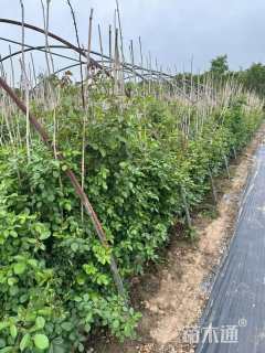 150厘米藤本月季