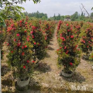 高度35厘米多花红千层