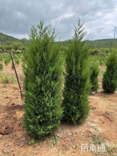 高度30厘米塔柏