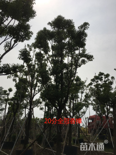 20公分香樟