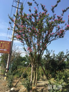 高度550厘米丛生紫薇