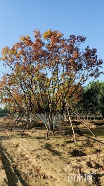 高度500厘米丛生蒙古栎