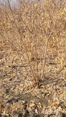 高度170厘米丛生蜡梅