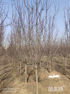 10公分垂丝海棠