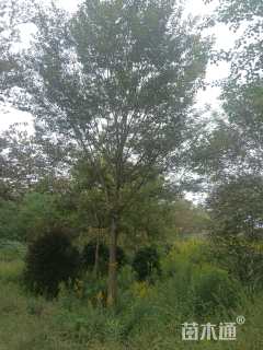 原生苗榉树
