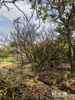 10公分垂丝海棠