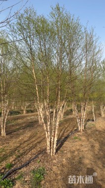 高度500厘米(4杆)丛生白桦