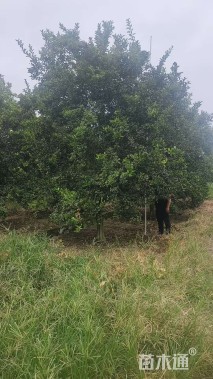 20公分(1杆)丛生香橼