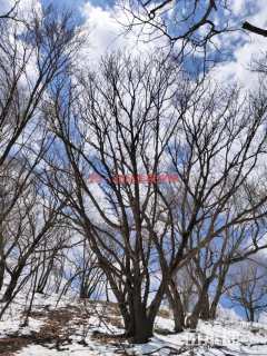 高度1000厘米丛生蒙古栎