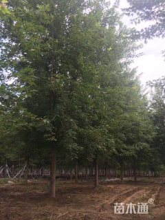 18公分美国红枫