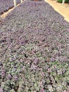 高度15厘米红景天