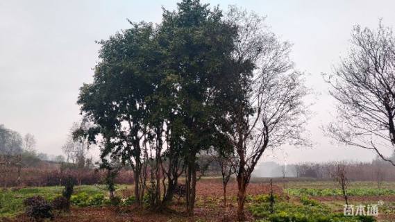 高度680厘米金弹子