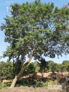 30公分红果冬青