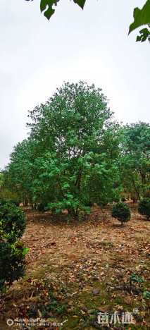 45公分(4杆)丛生乌桕