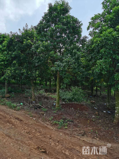 15公分红果冬青